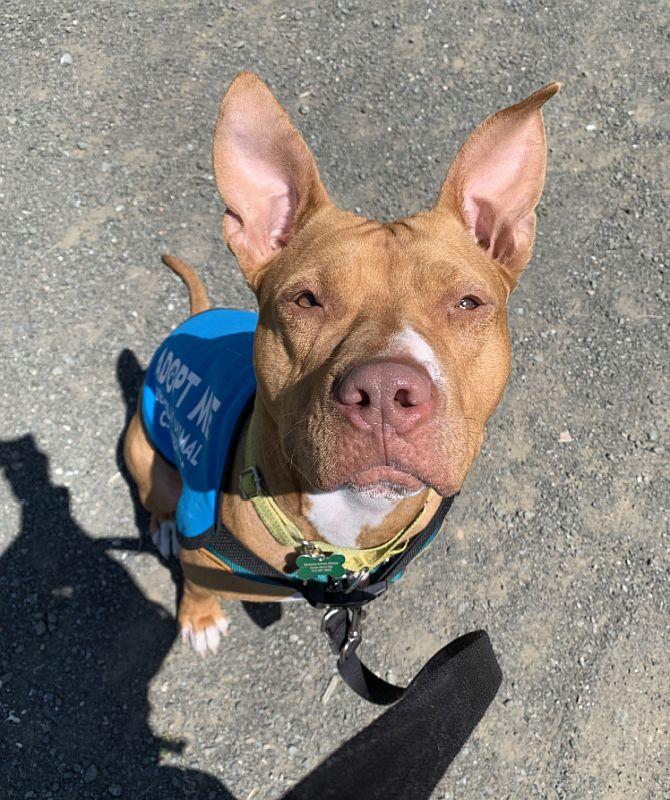 Enlarge Chickadee, a ADOPTABLE Pit Bull Terrier in Berkeley, CA image 6/6