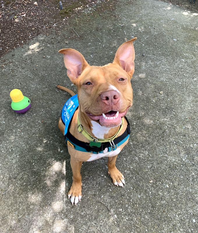 Enlarge Chickadee, a ADOPTABLE Pit Bull Terrier in Berkeley, CA image 5/6