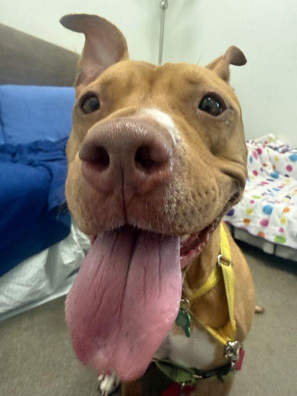 Enlarge Chickadee, a ADOPTABLE Pit Bull Terrier in Berkeley, CA image 1/6