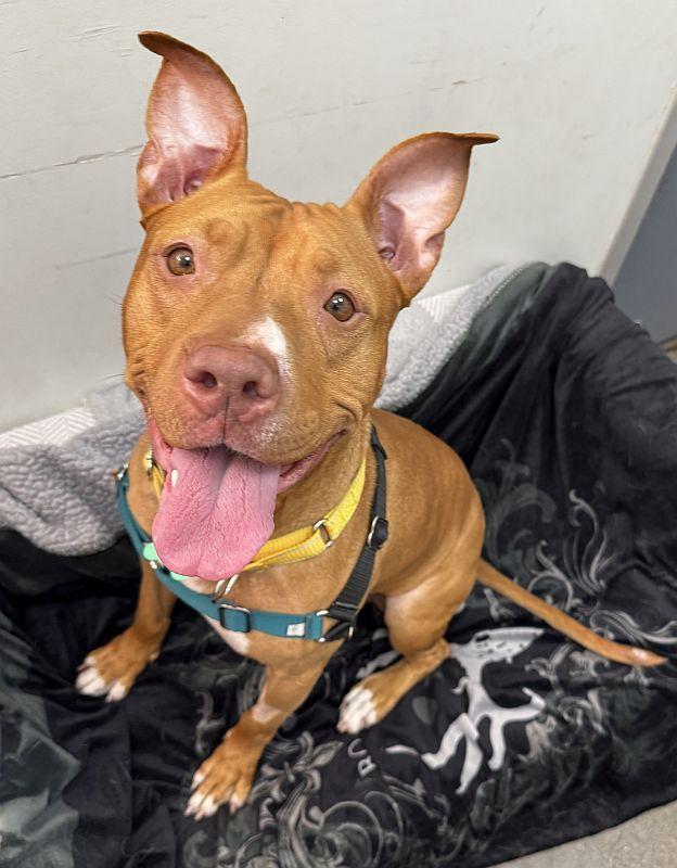 Chickadee, ADOPTABLE, Young Female Pit Bull Terrier.