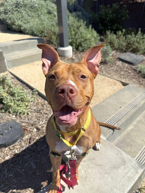 Enlarge Chickadee, a ADOPTABLE Pit Bull Terrier in Berkeley, CA image 5/5
