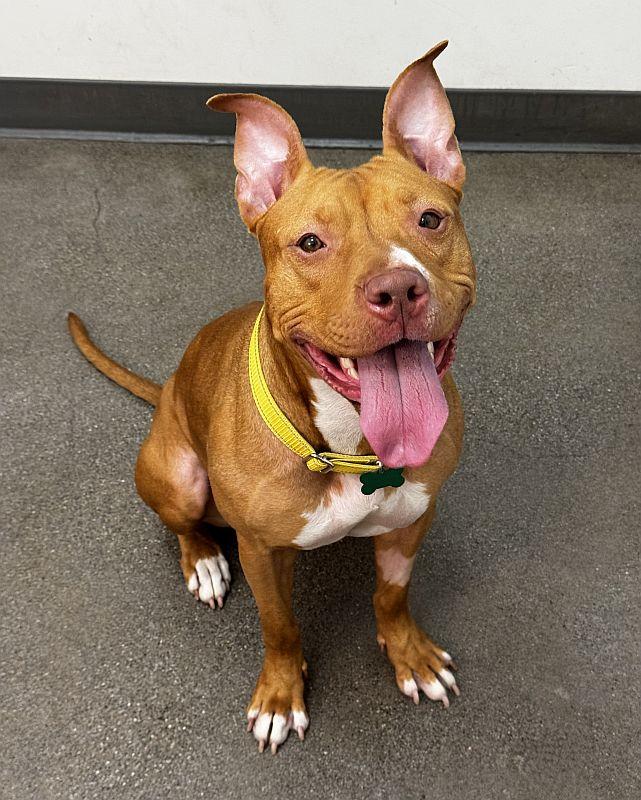 Enlarge Chickadee, a ADOPTABLE Pit Bull Terrier in Berkeley, CA image 4/5