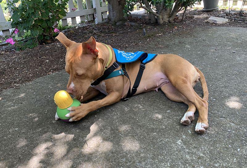 Enlarge Chickadee, a ADOPTABLE Pit Bull Terrier in Berkeley, CA image 2/6