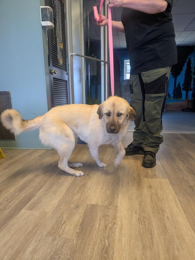 Enlarge Azalea, a Adoptable mixed breed in Shelbyville, TN image 1/1