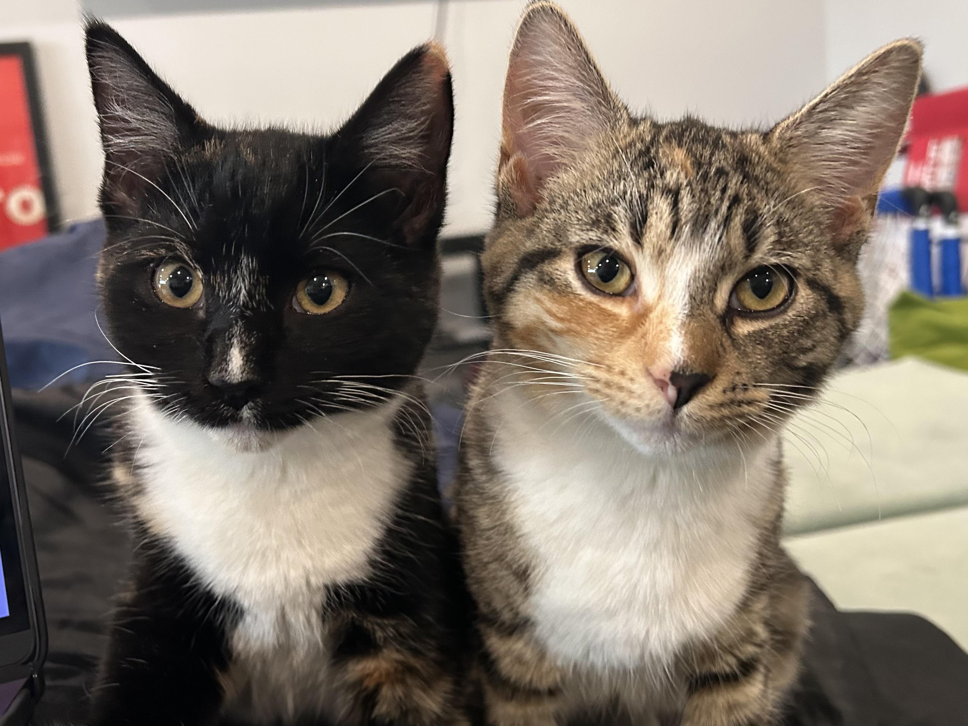 Marcie, an adopted Domestic Short Hair in Ridgefield, CT image 4/4