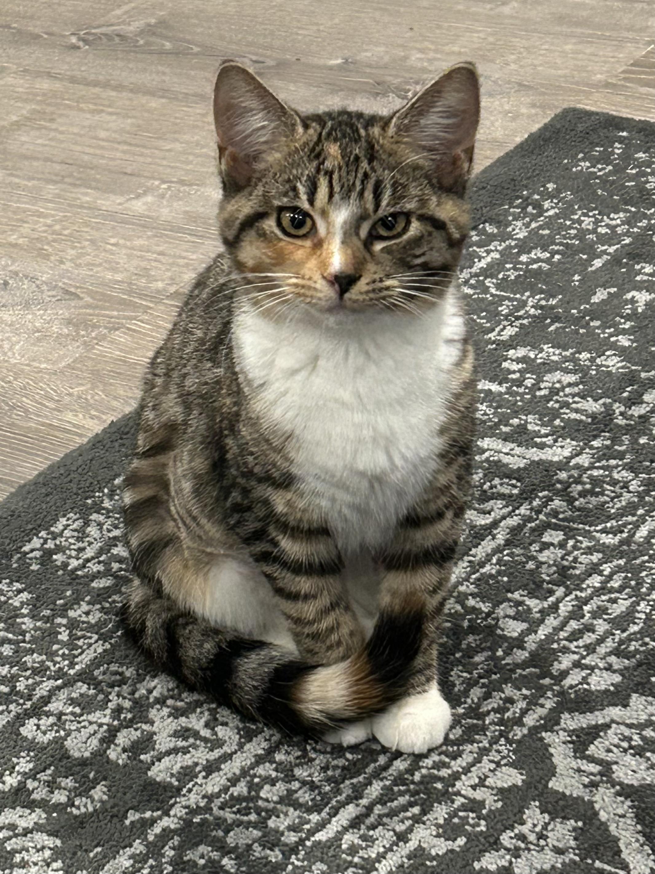 Marcie, an adopted Domestic Short Hair in Ridgefield, CT image 2/4