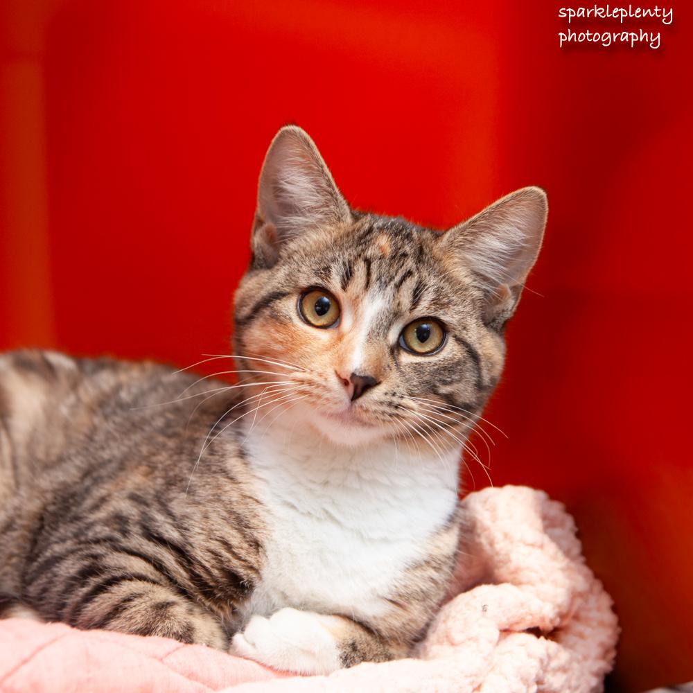 Marcie, an adopted Domestic Short Hair in Ridgefield, CT image 1/4