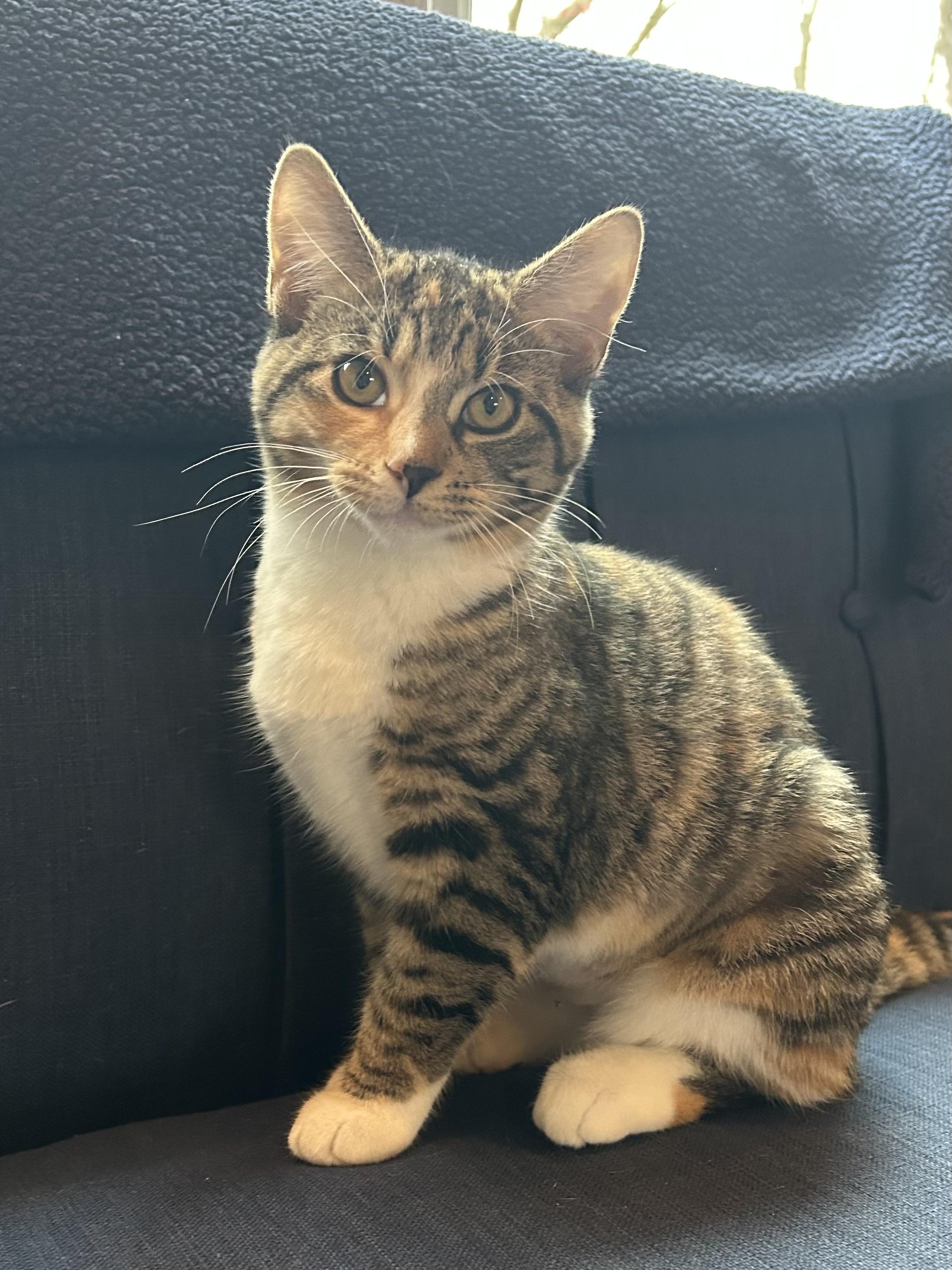 Marcie, an adopted Domestic Short Hair in Ridgefield, CT image 3/4