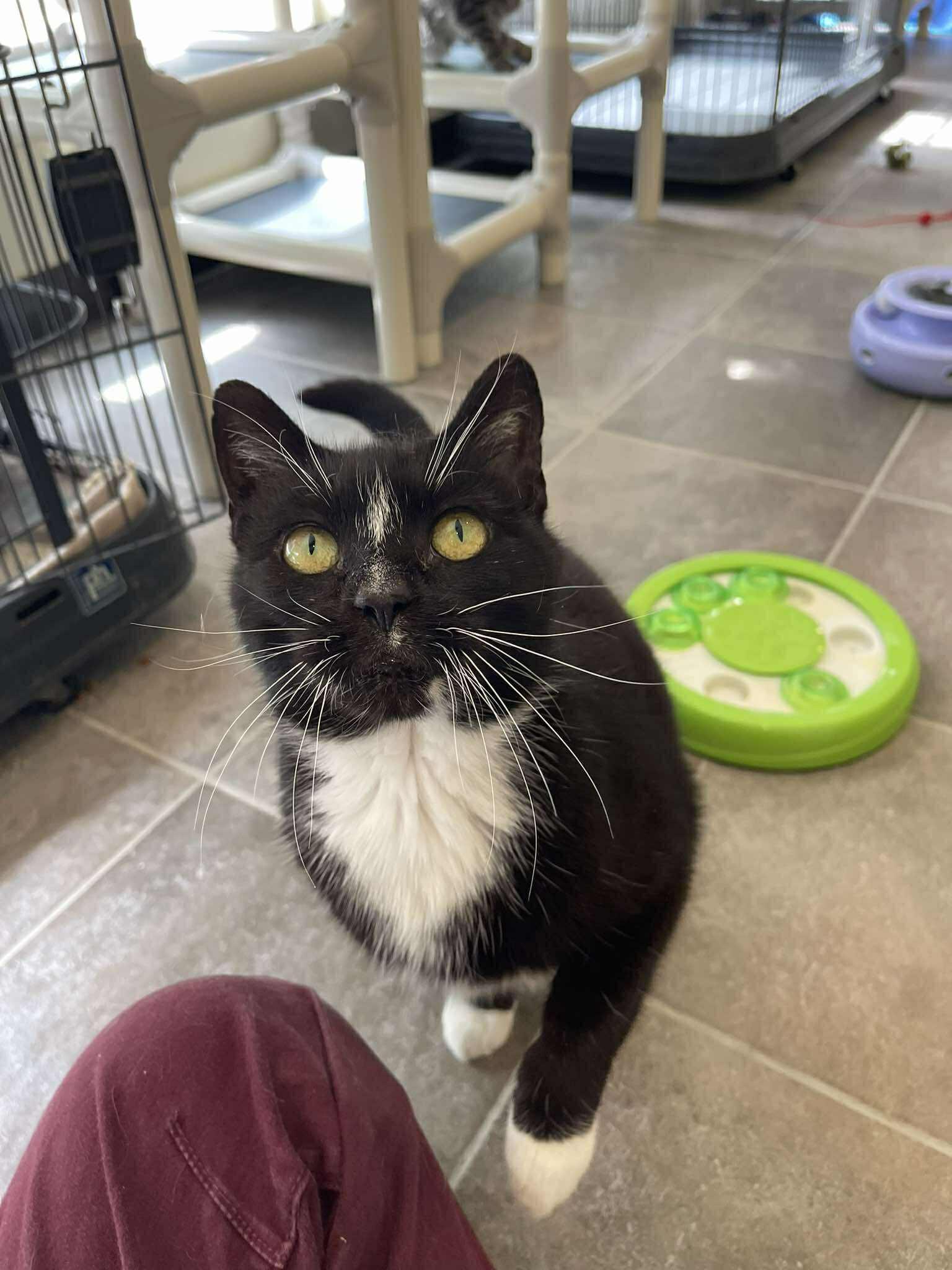 Splinter, Adoptable, Adult Female Domestic Short Hair.