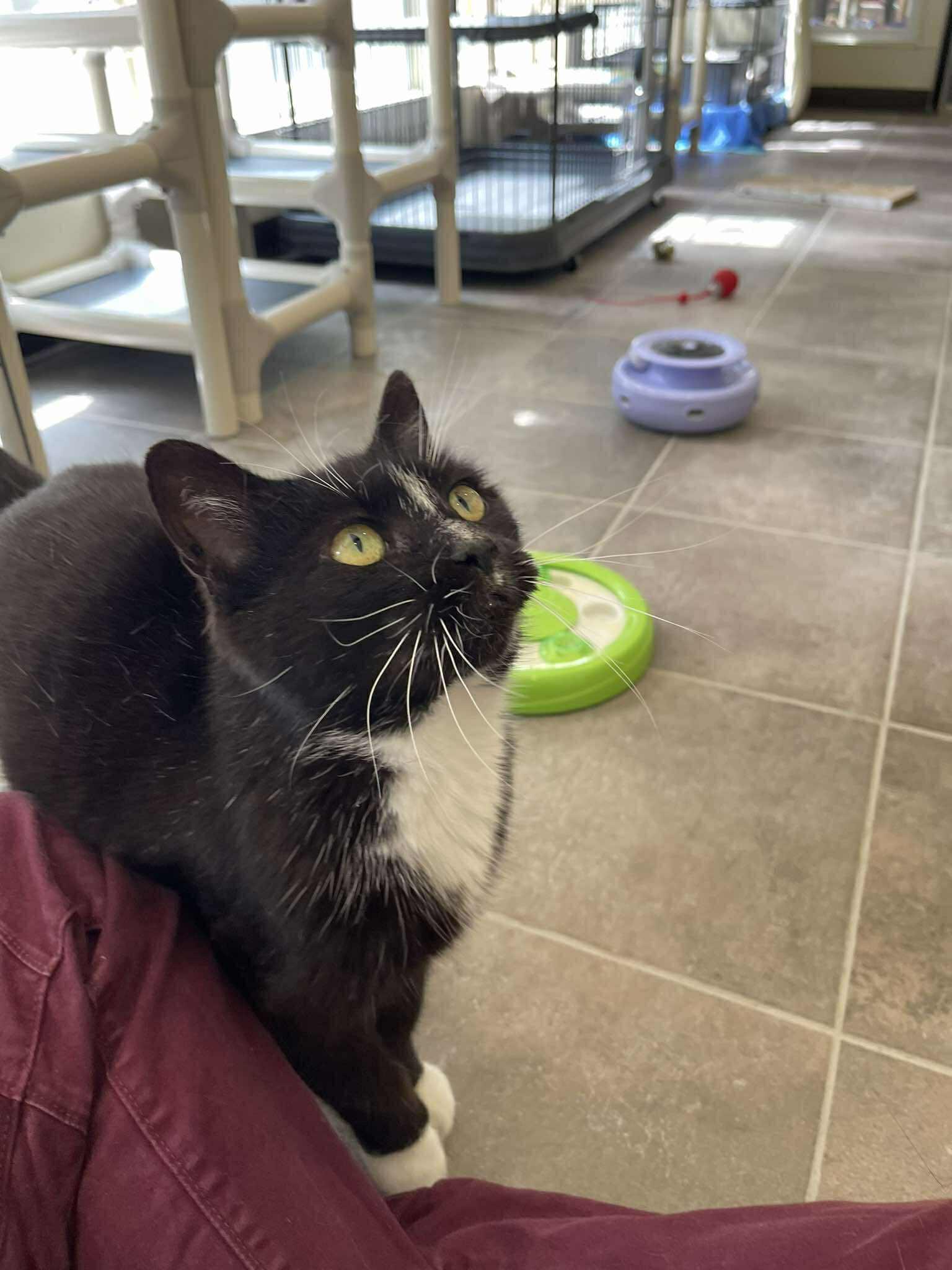 Splinter, an adoptable Domestic Short Hair in Winthrop, ME image 4/6