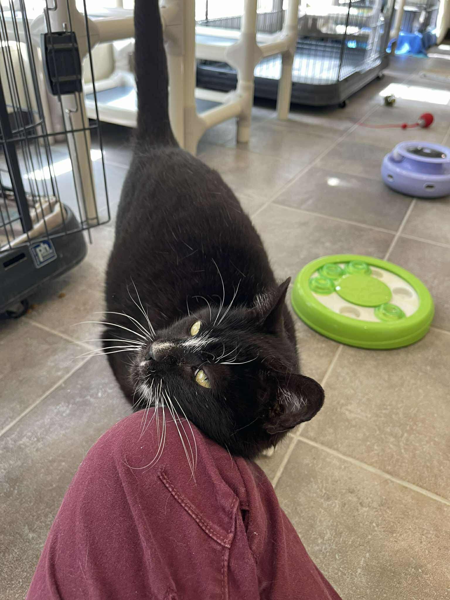Splinter, an adoptable Domestic Short Hair in Winthrop, ME image 5/6