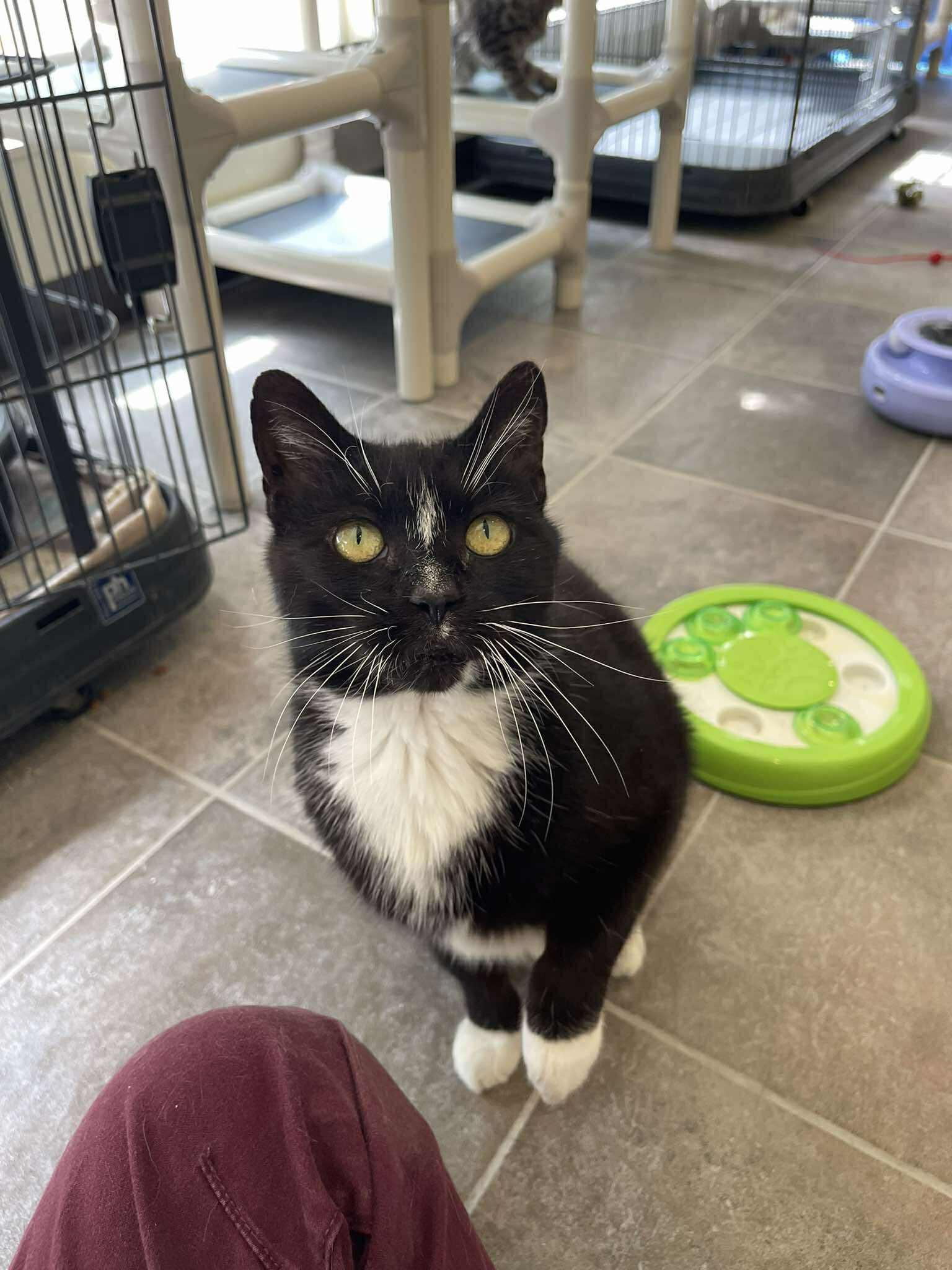 Splinter, an adoptable Domestic Short Hair in Winthrop, ME image 1/6
