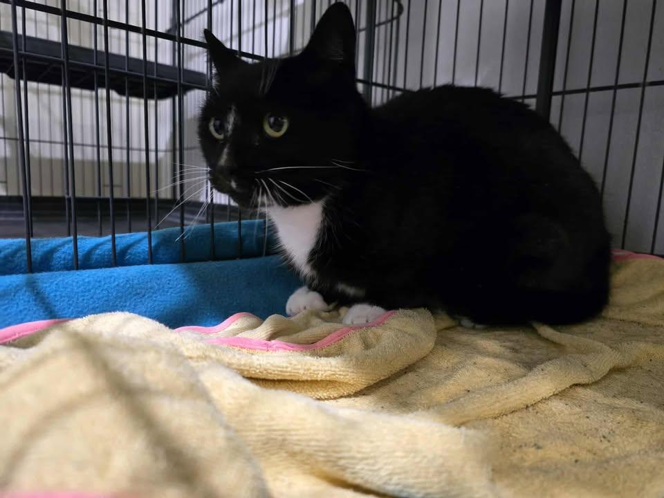 Enlarge Splinter, a ADOPTABLE Domestic Short Hair in Winthrop, ME image 1/1