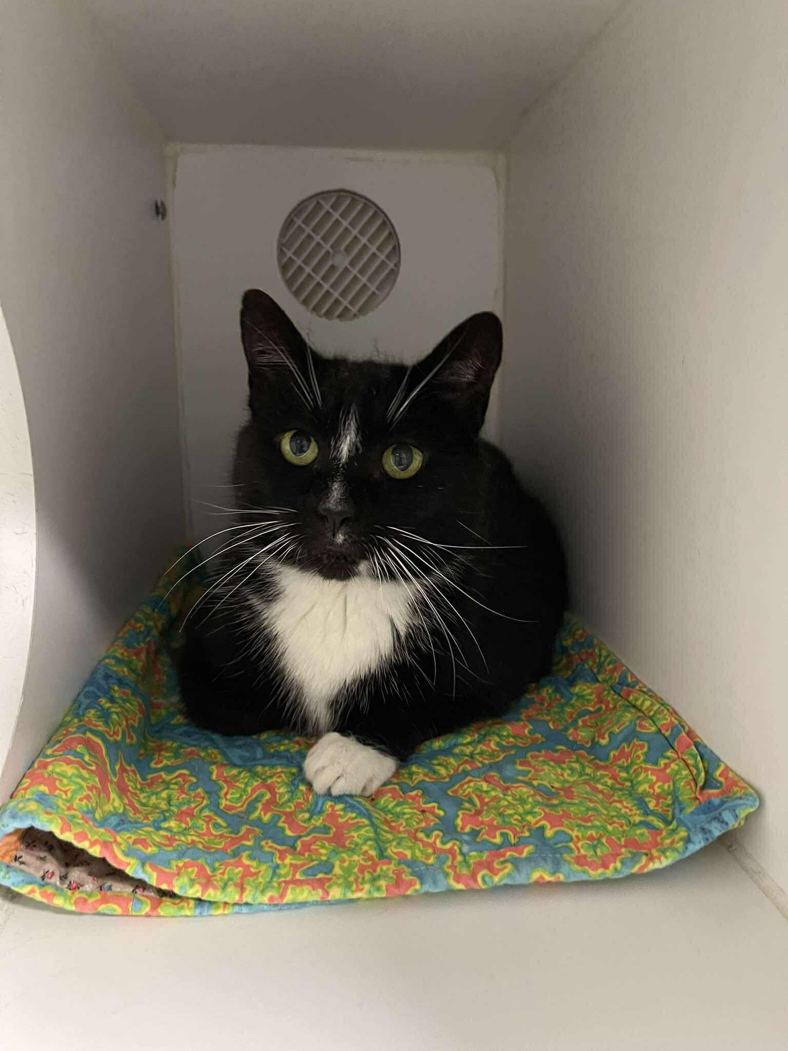 Splinter, an adoptable Domestic Short Hair in Winthrop, ME image 6/6