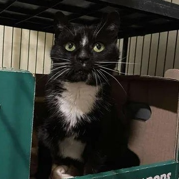 Splinter, ADOPTABLE, Adult Female Domestic Short Hair.
