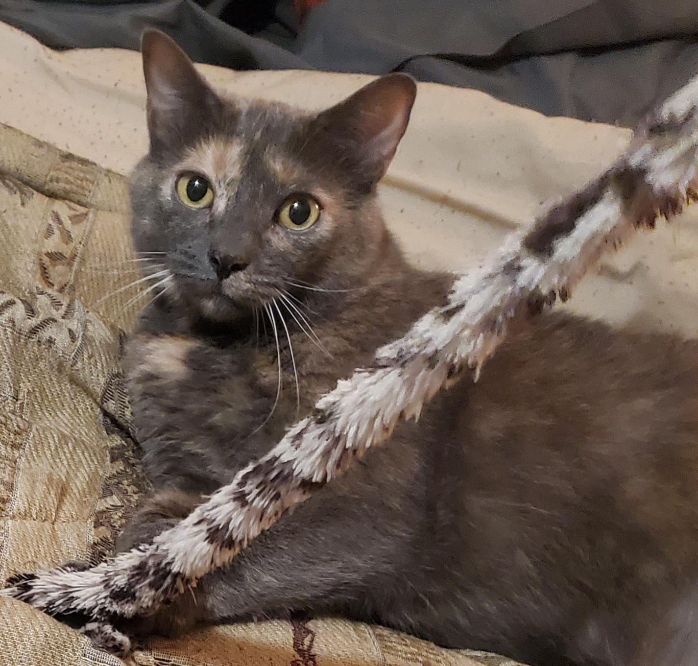 Kit Kat, Adoptable, Adult Female Dilute Calico.