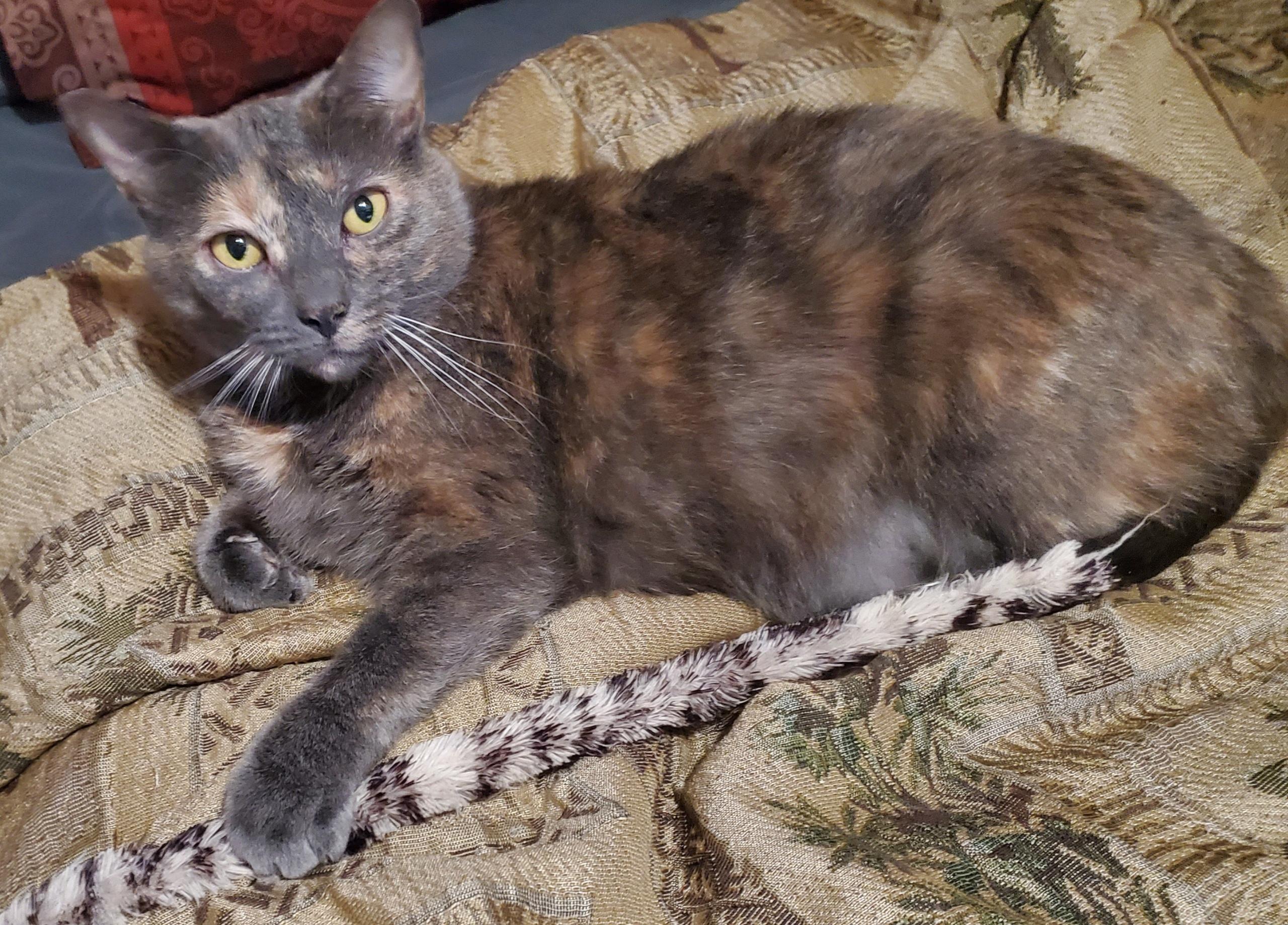 Kit Kat, a Adoptable Dilute Calico in Myrtle Beach, SC image 3/3