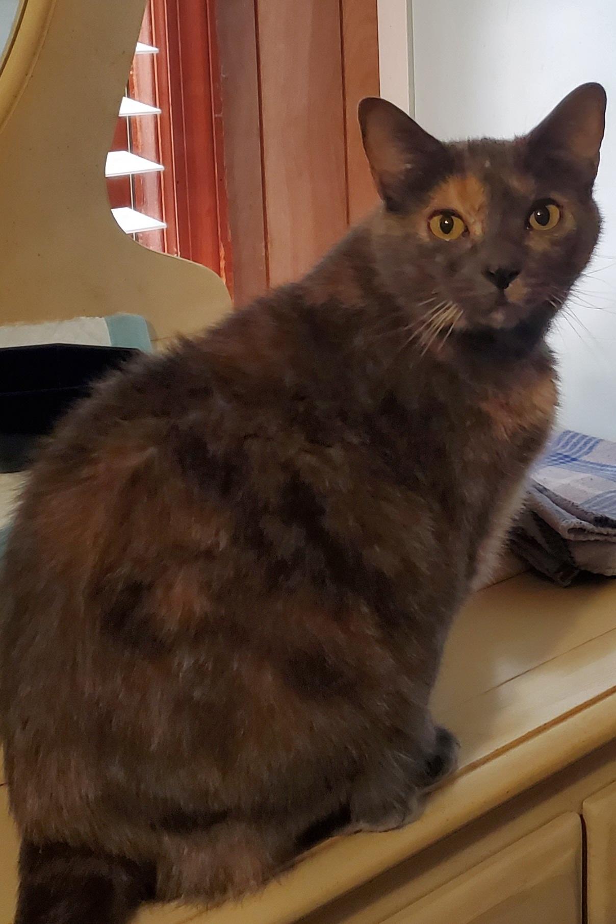 Kit Kat