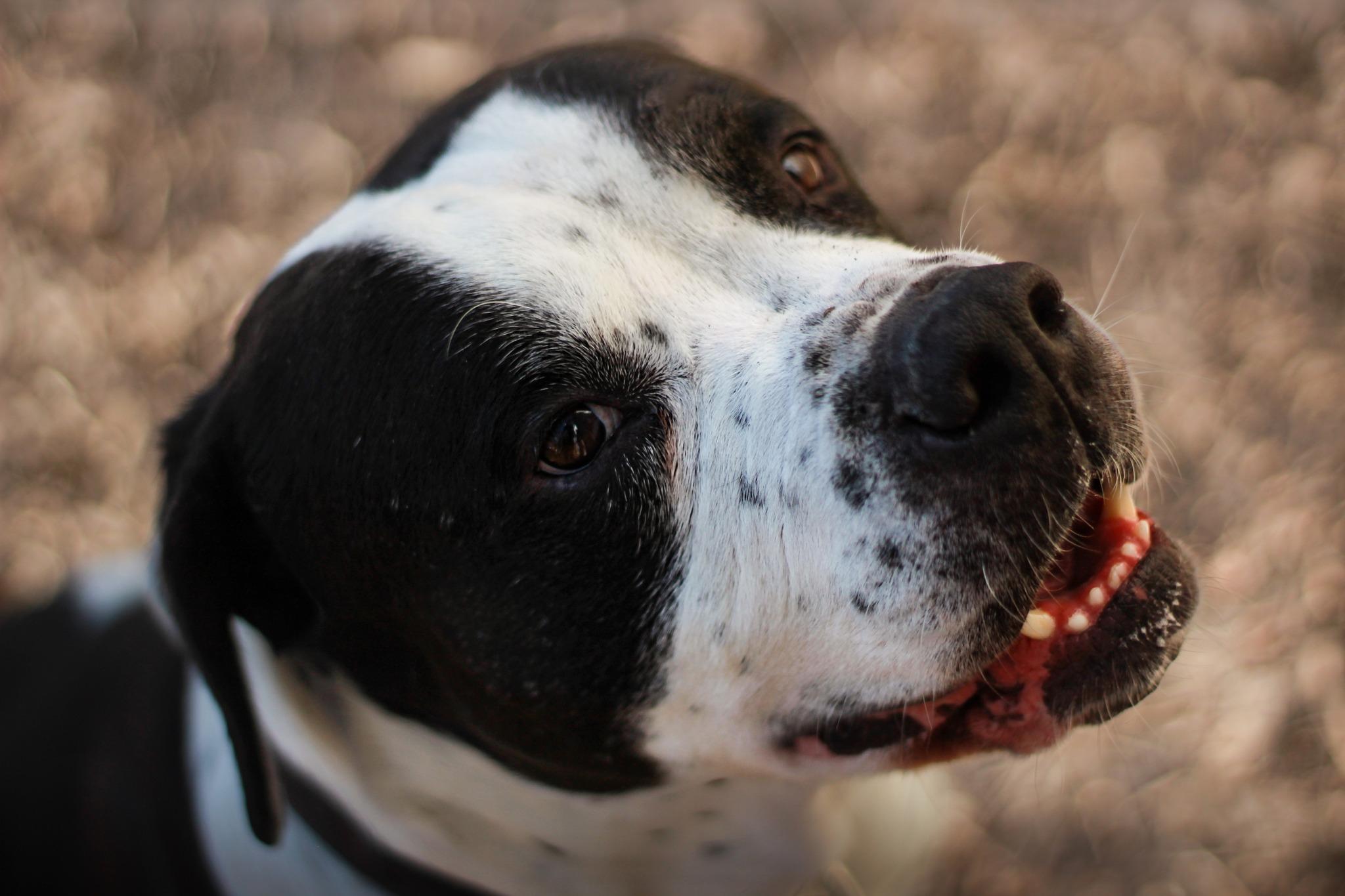 Handsome, Adoptable, Adult Male Mixed Breed.