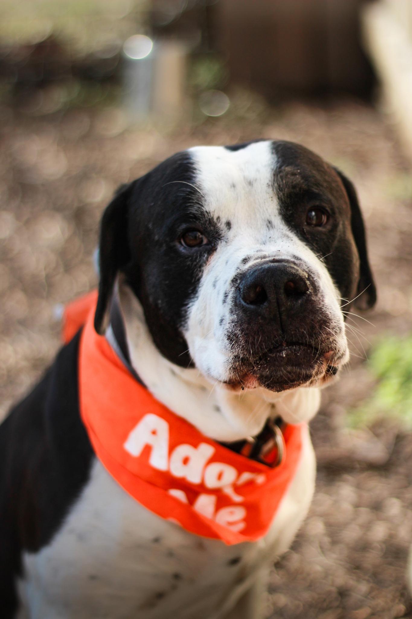 Handsome, a Adoptable Mixed Breed in Spencer, IN image 2/2