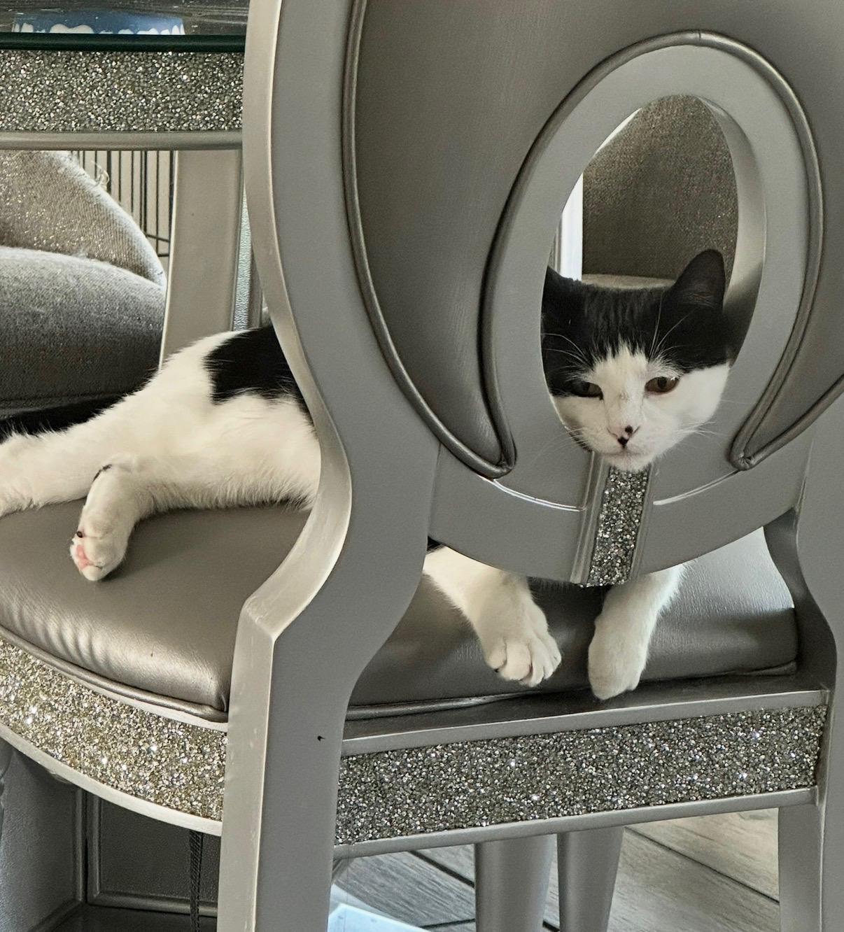 Enlarge Edgar, a ADOPTABLE Domestic Medium Hair in Westland, MI image 4/6