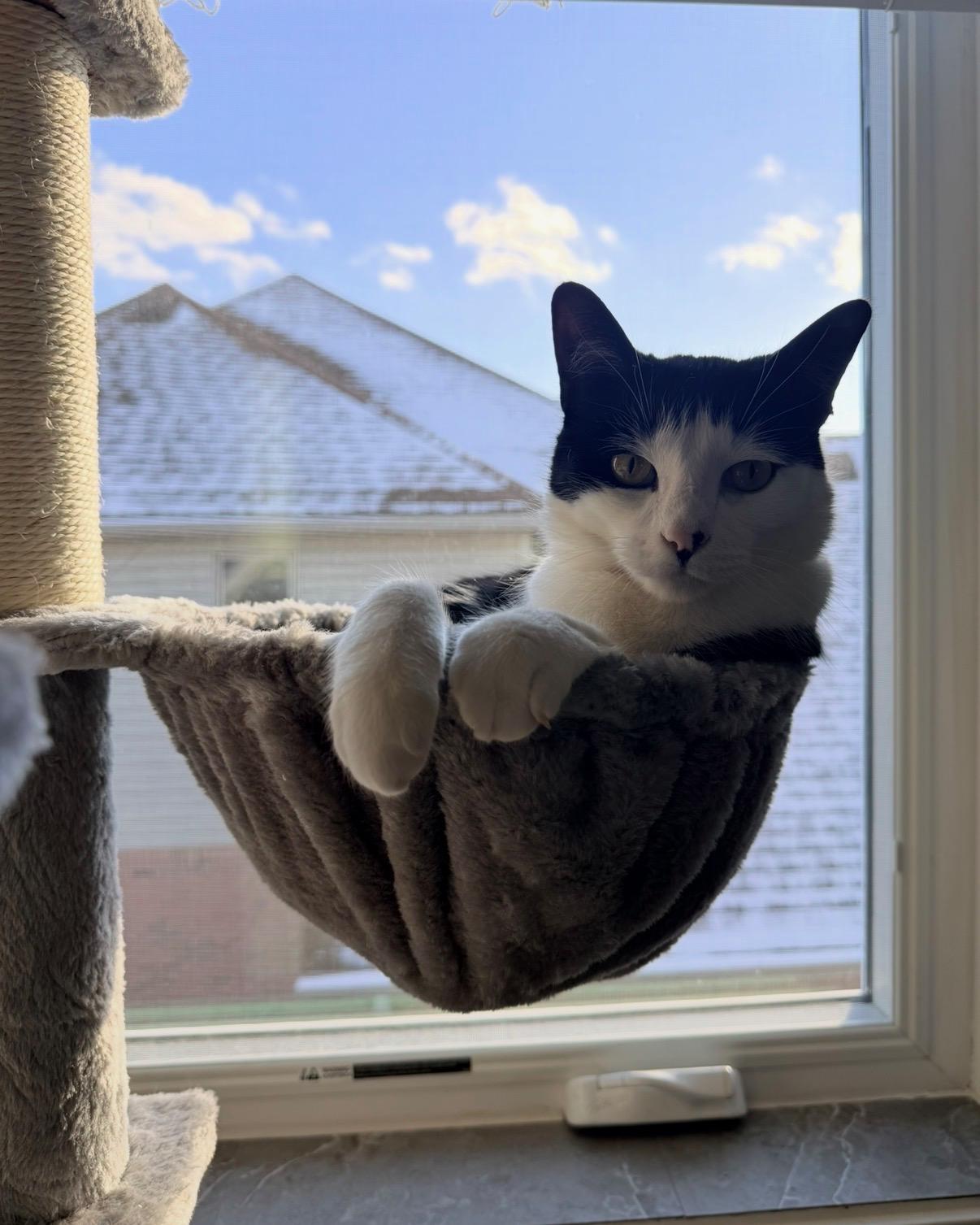 Edgar, ADOPTABLE, Young Male Domestic Medium Hair.