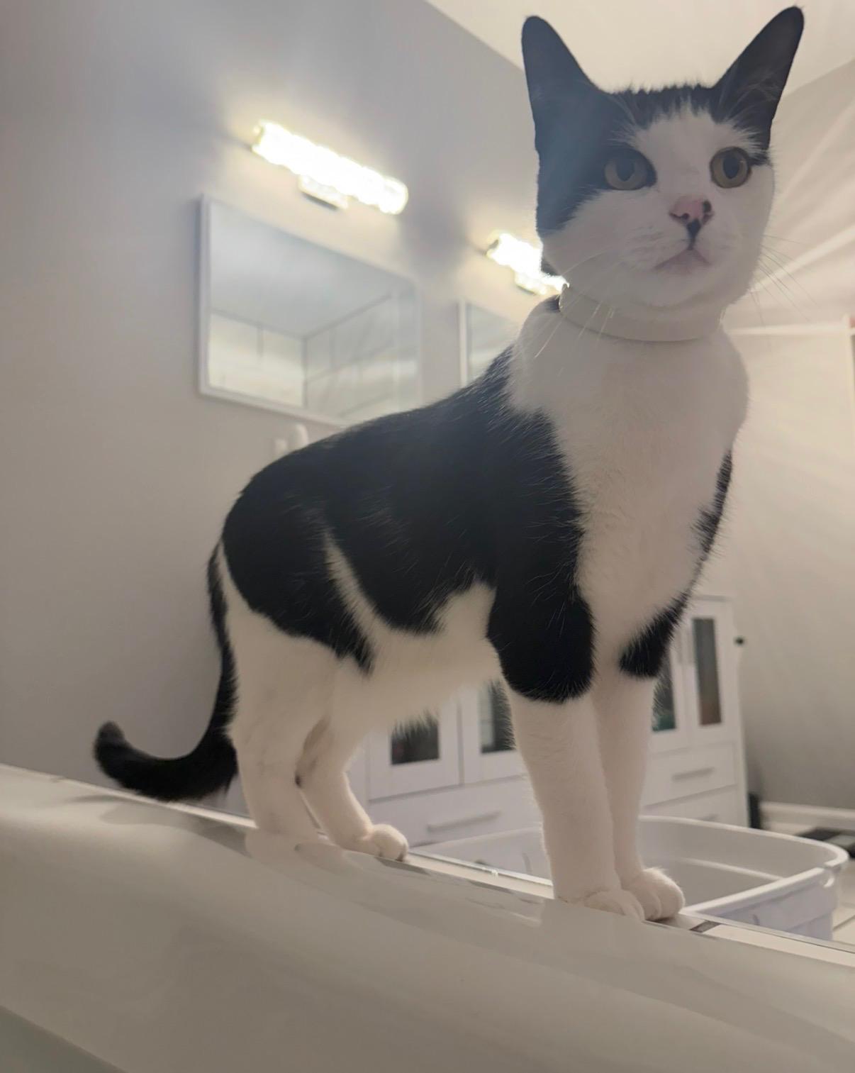 Enlarge Edgar, a ADOPTABLE Domestic Medium Hair in Westland, MI image 6/6