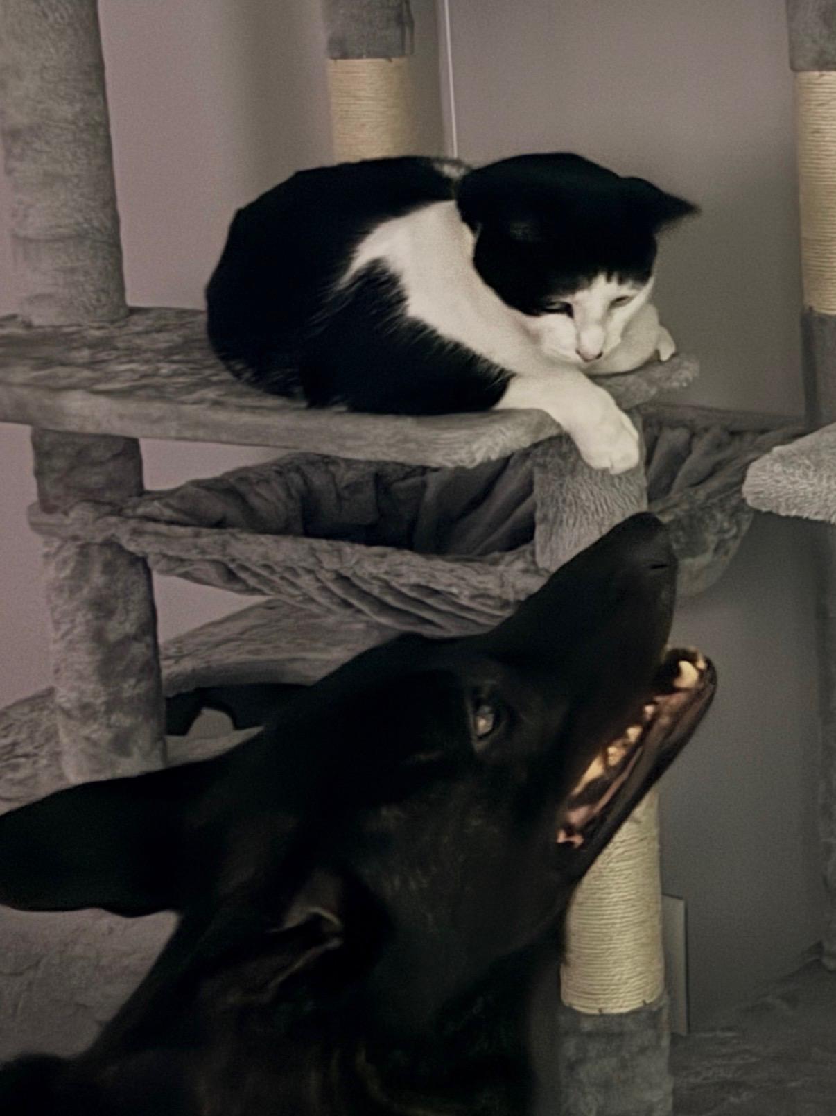 Enlarge Edgar, a ADOPTABLE Domestic Medium Hair in Westland, MI image 5/6