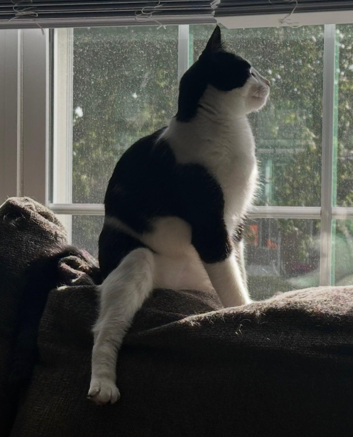 Enlarge Edgar, a ADOPTABLE Domestic Medium Hair in Westland, MI image 2/6