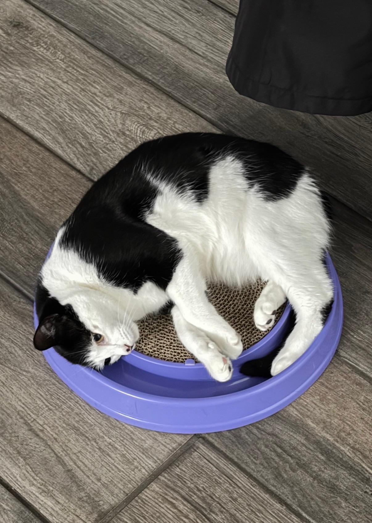 Enlarge Edgar, a ADOPTABLE Domestic Medium Hair in Westland, MI image 3/6