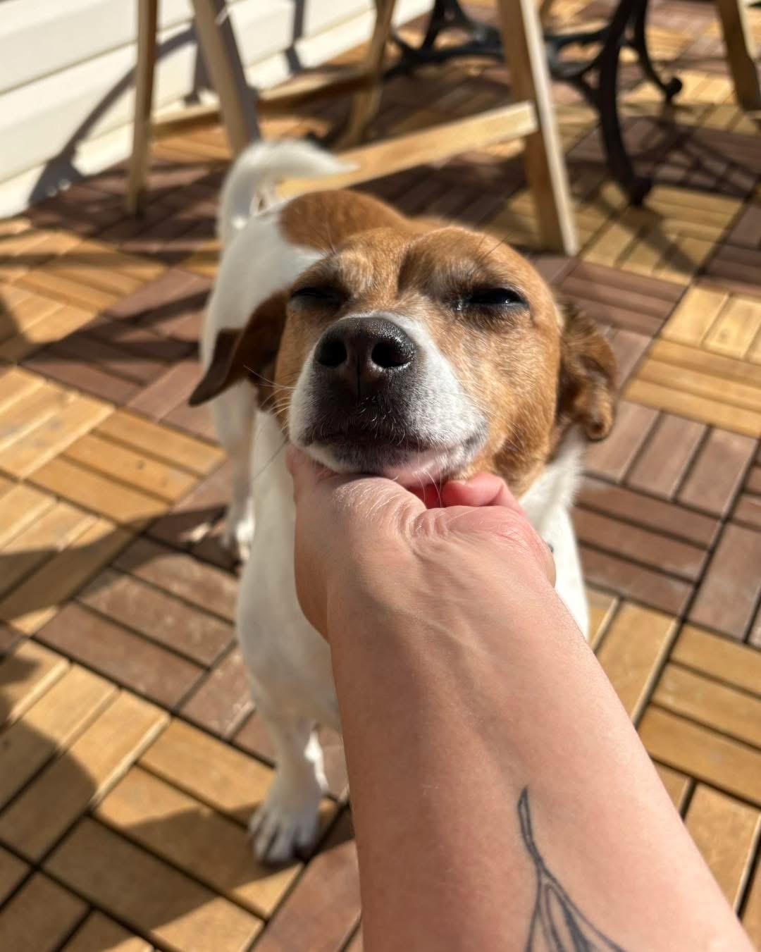 Wally, Adoptable, Adult Male Jack Russell Terrier.