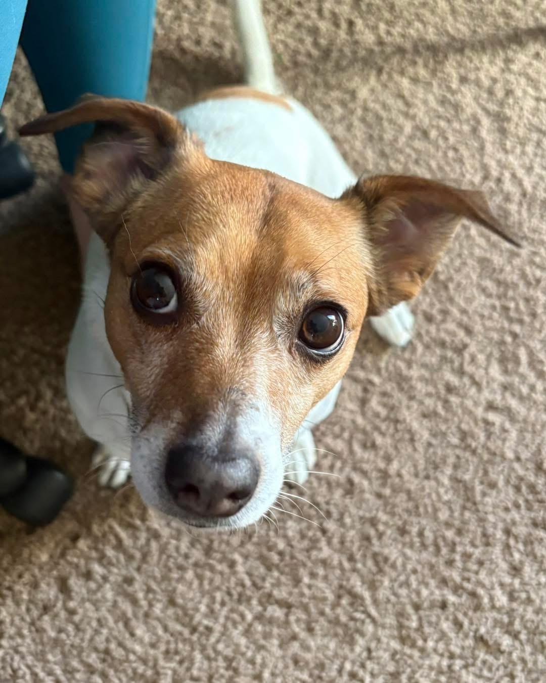 Wally, a Adoptable Jack Russell Terrier in Lethbridge, AB image 2/3