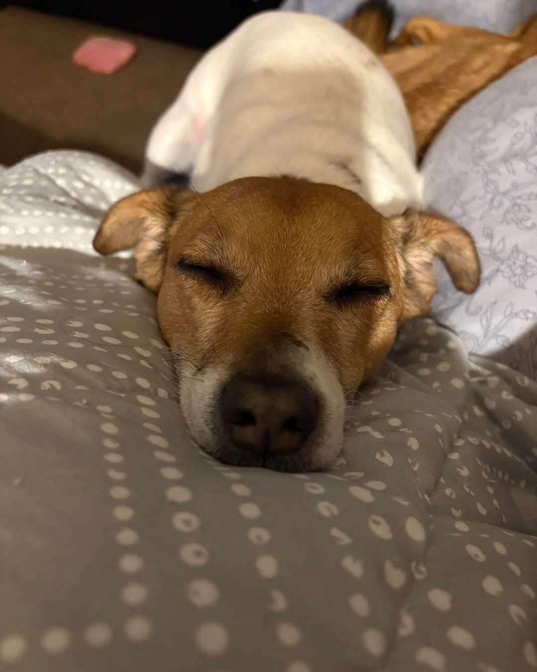 Wally, a Adoptable Jack Russell Terrier in Lethbridge, AB image 3/3