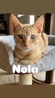 Nola, Adoptable, Young Female Domestic Short Hair.