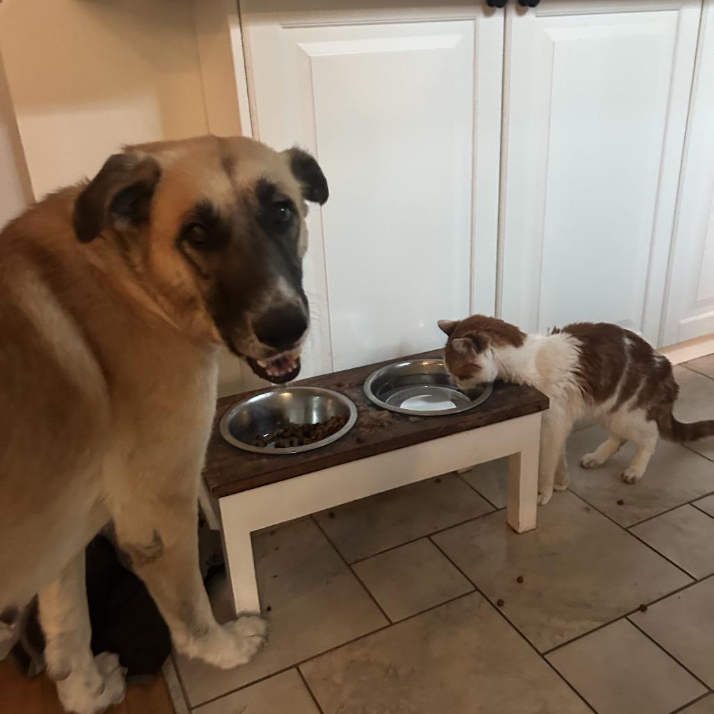 Enlarge Maeve, a Adoptable Anatolian Shepherd in Escondido, CA image 1/6