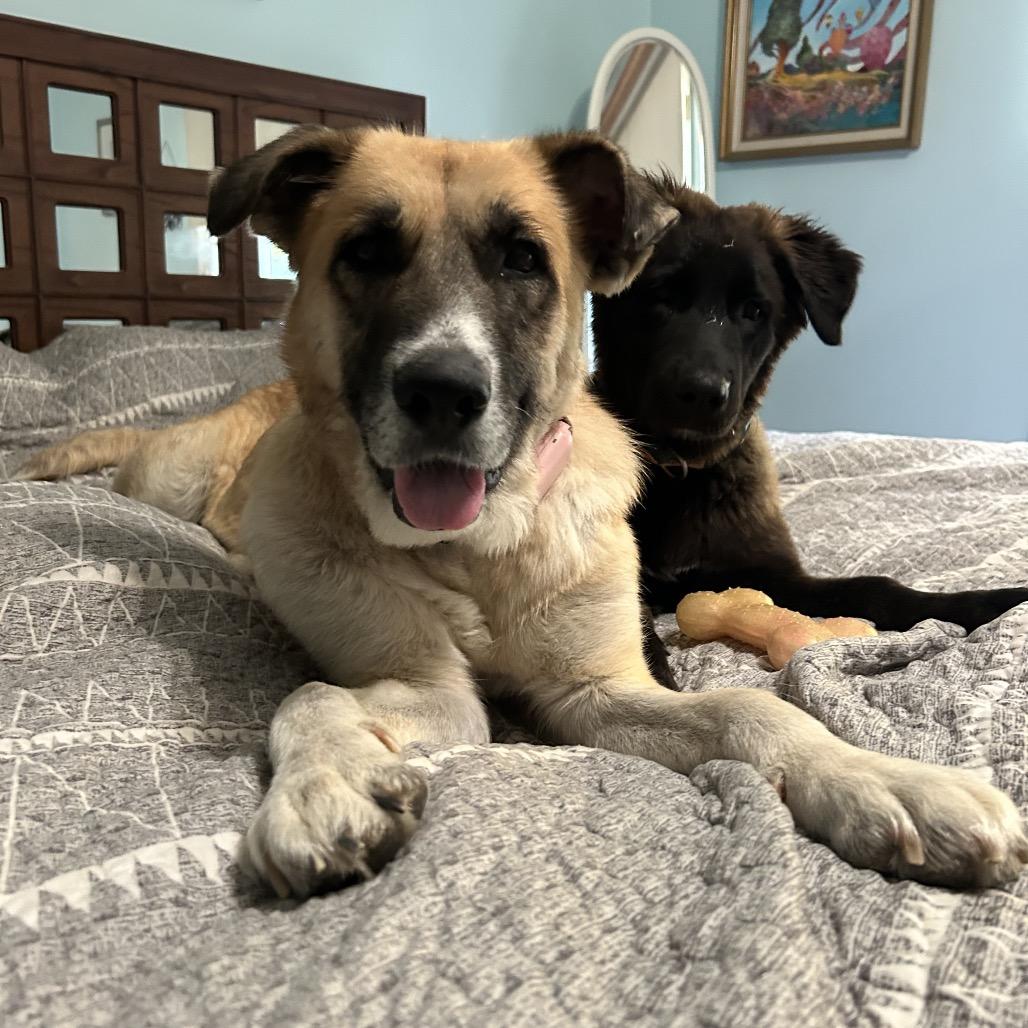 Enlarge Maeve, a Adoptable Anatolian Shepherd in Escondido, CA image 2/6