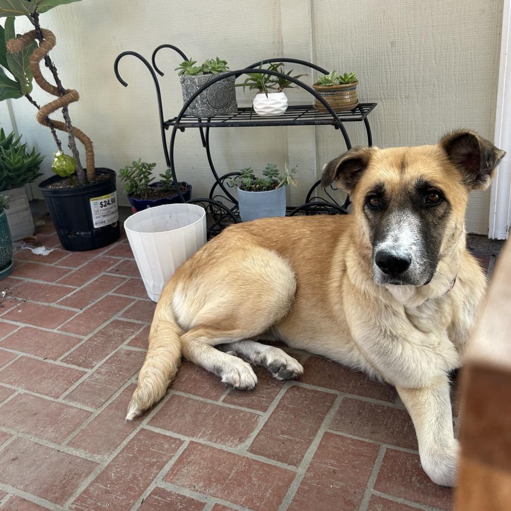 Enlarge Maeve, a Adoptable Anatolian Shepherd in Escondido, CA image 3/6