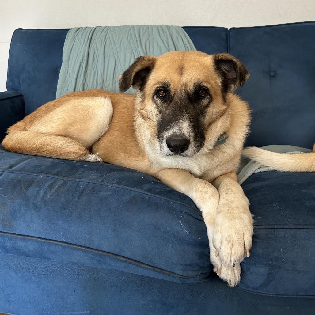 Enlarge Maeve, a Adoptable Anatolian Shepherd in Escondido, CA image 4/6