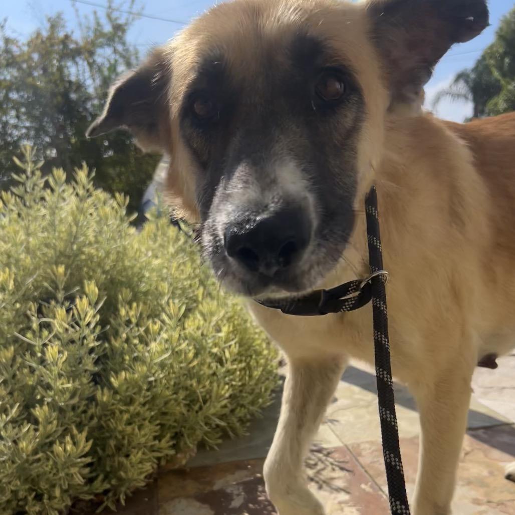 Enlarge Maeve, a Adoptable Anatolian Shepherd in Escondido, CA image 5/6