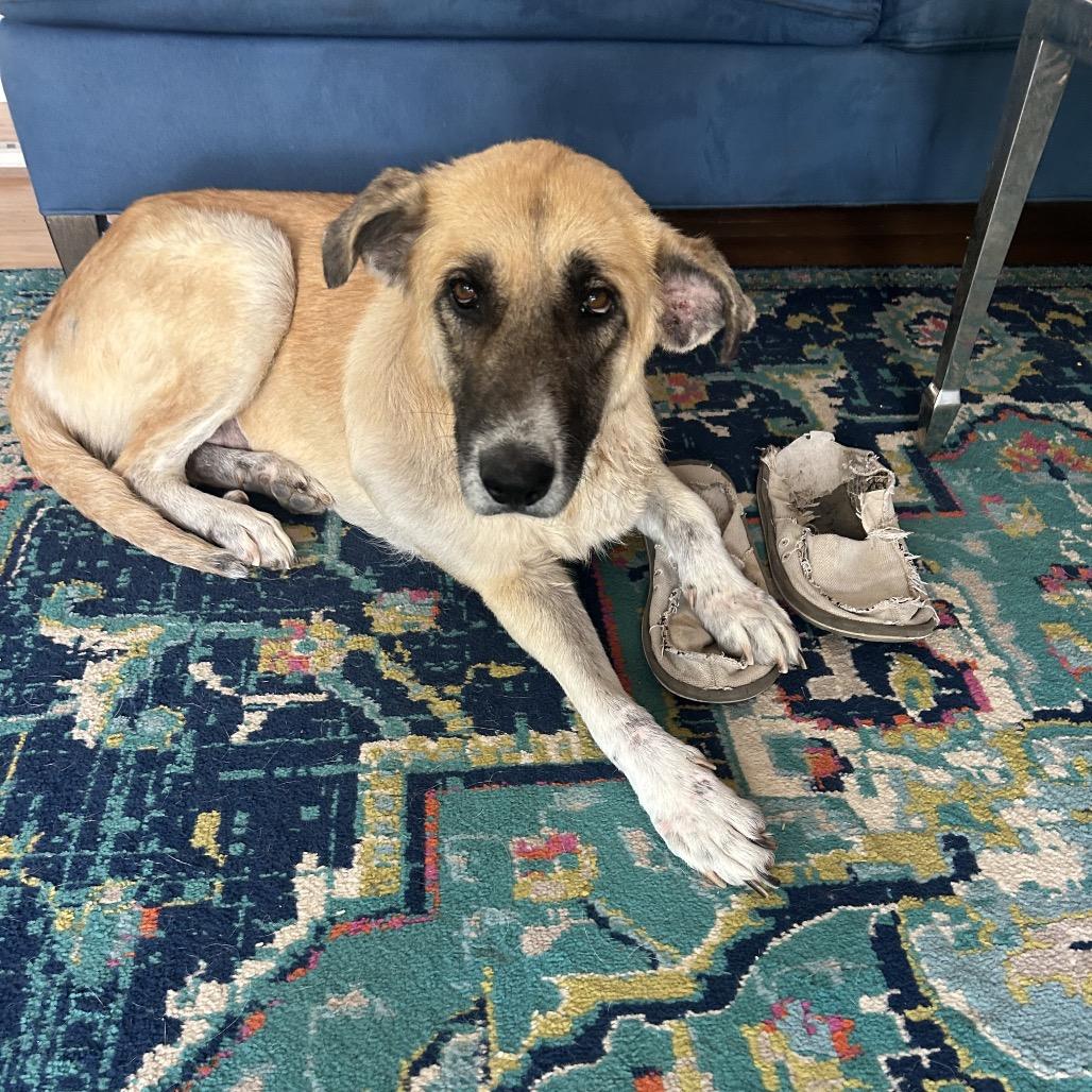 Enlarge Maeve, a Adoptable Anatolian Shepherd in Escondido, CA image 6/6