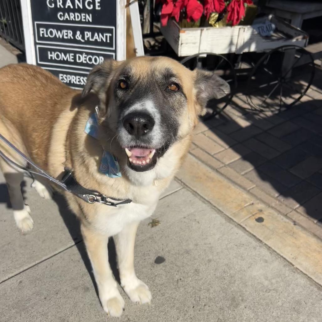 Enlarge Maeve, a Adoptable Anatolian Shepherd in Escondido, CA image 6/6
