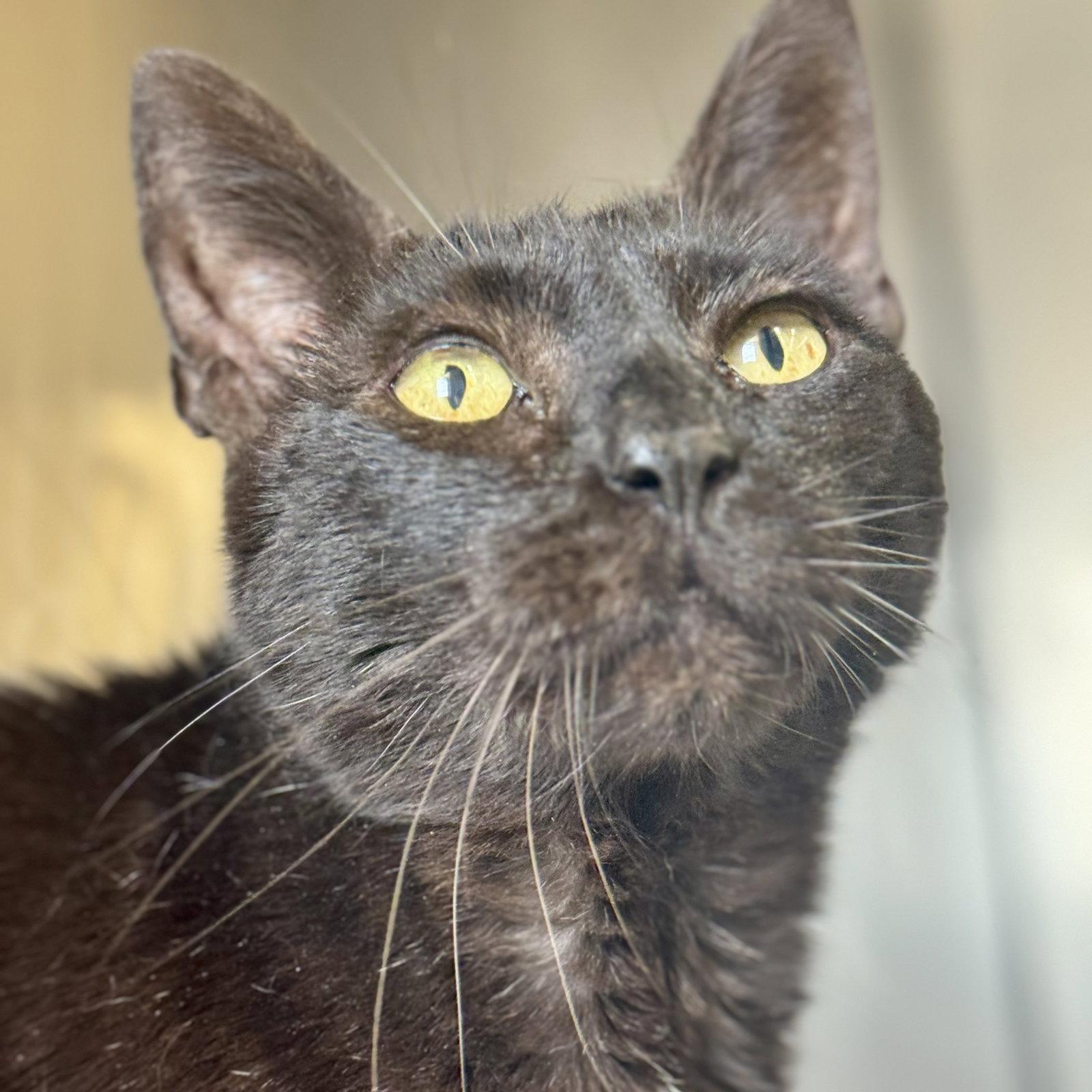 Chance, Adopted, Senior Male Domestic Short Hair.