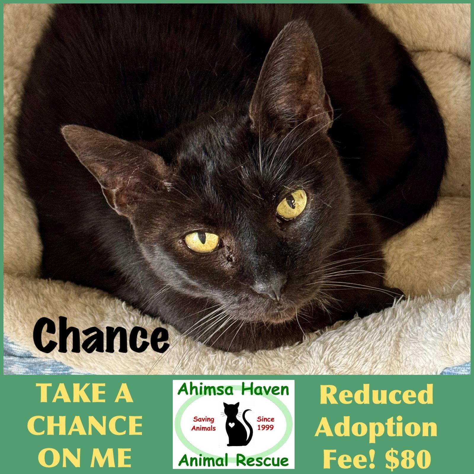 Enlarge Chance, a Adopted Domestic Short Hair in Winchendon, MA image 2/2