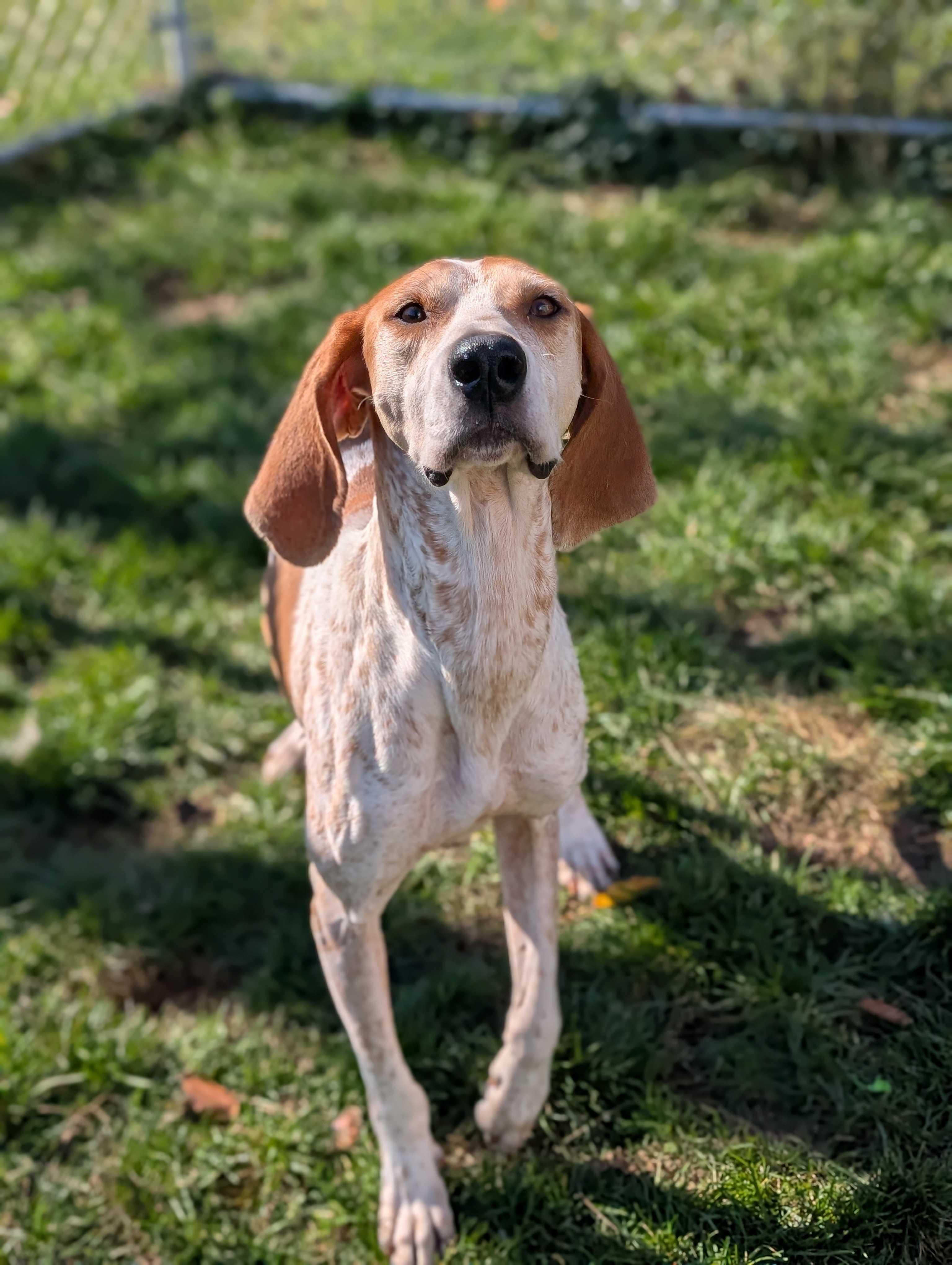 Soup, a Adoptable mixed breed in Lafayette, NJ image 2/6