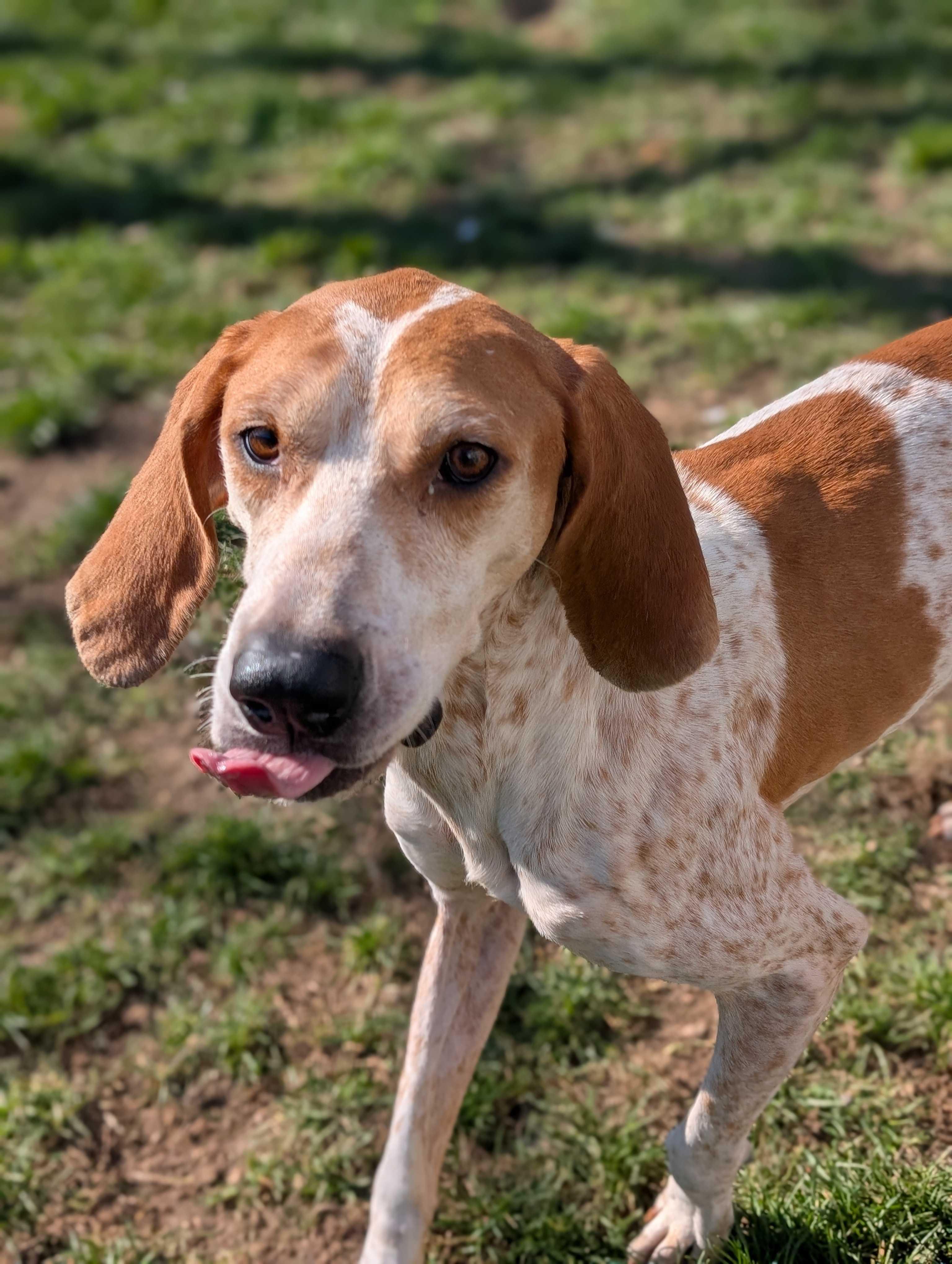 Soup, a Adoptable mixed breed in Lafayette, NJ image 4/6
