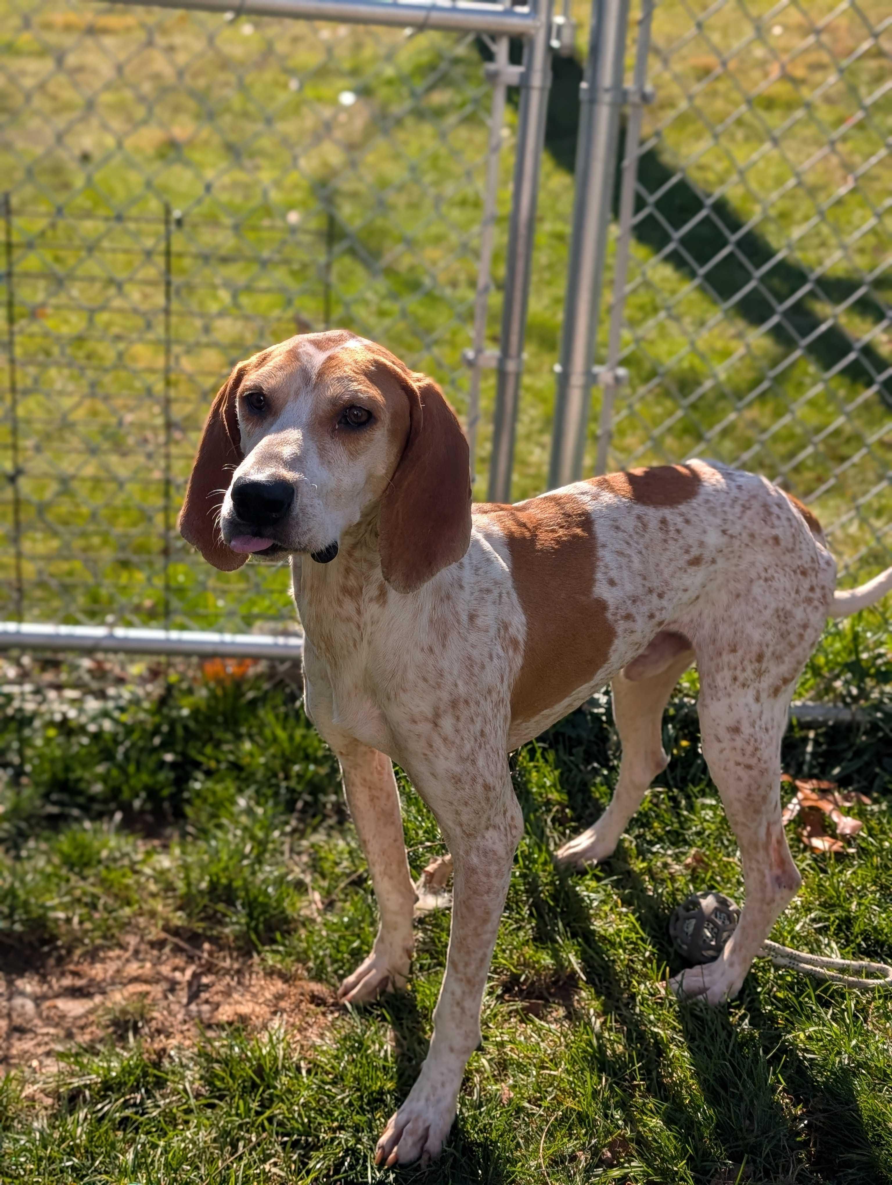 Soup, a Adoptable mixed breed in Lafayette, NJ image 1/6