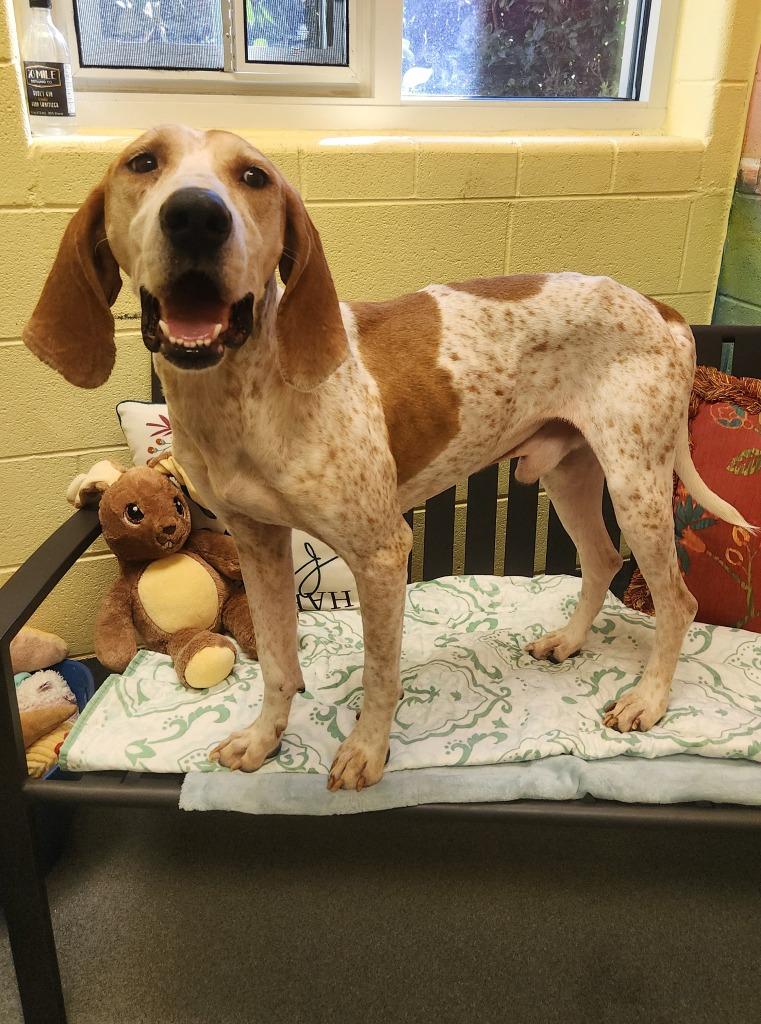 Soup, Adoptable, Adult Male Hound.