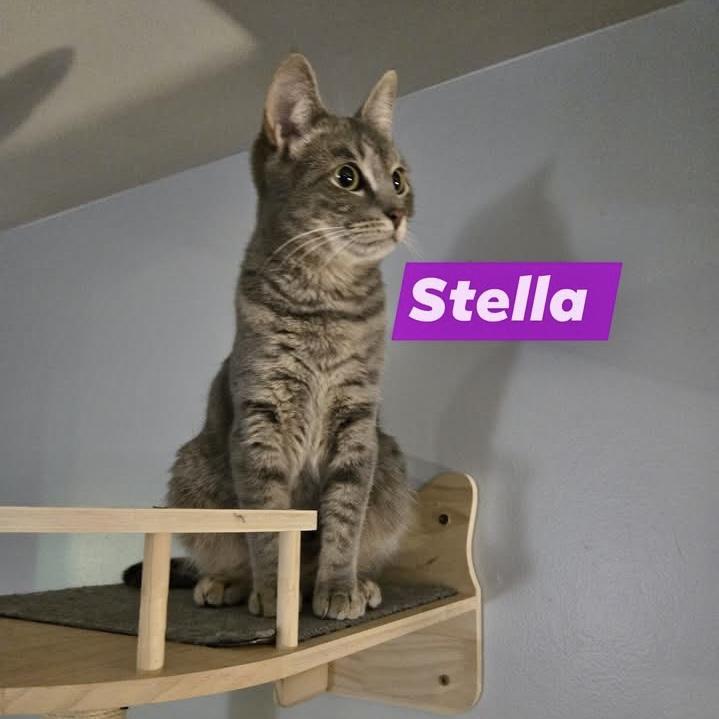 Stella, a Adoptable Domestic Short Hair in Pittstown, NJ image 6/6