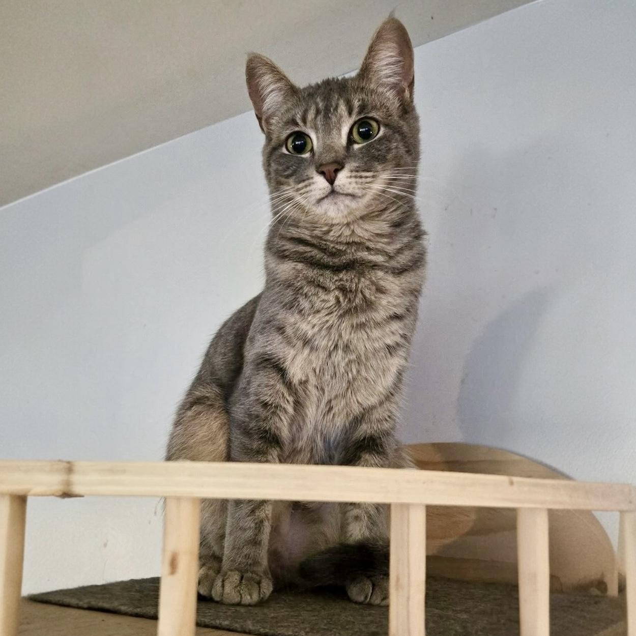 Stella, a Adoptable Domestic Short Hair in Pittstown, NJ image 1/6