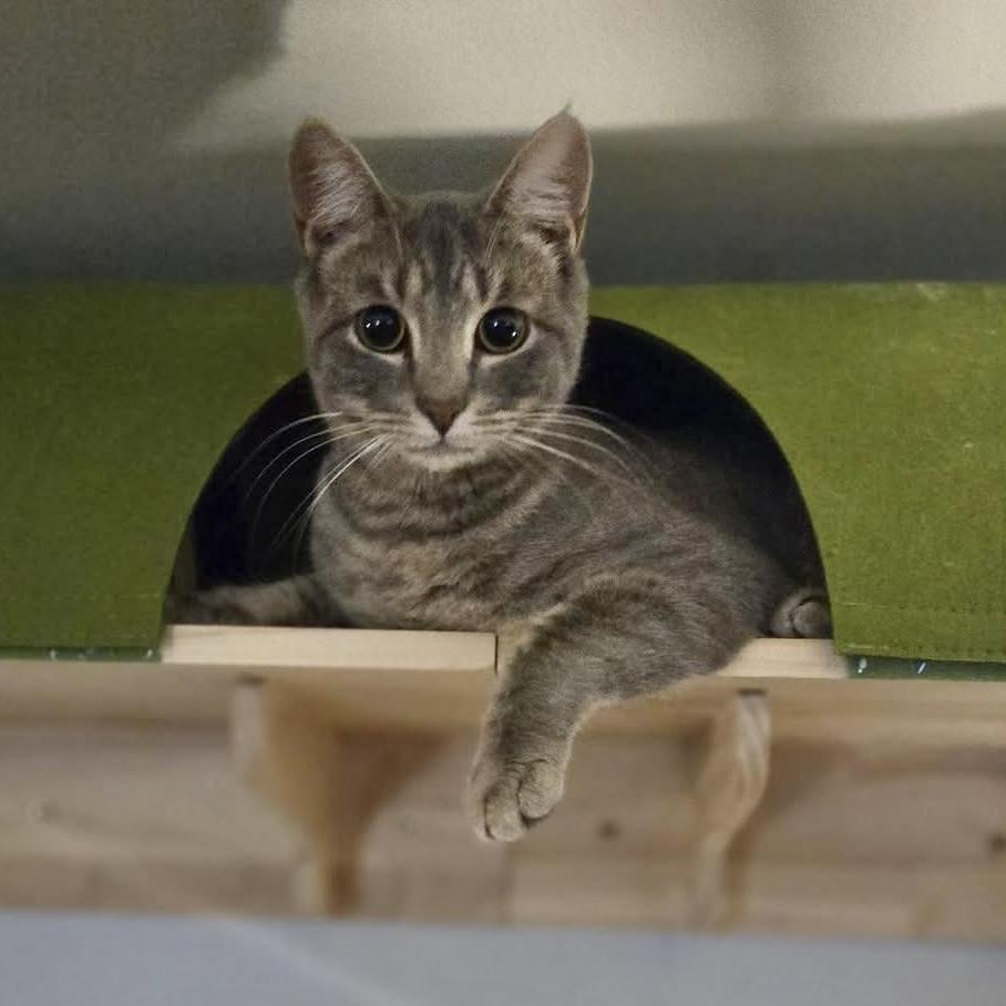 Stella, a Adoptable Domestic Short Hair in Pittstown, NJ image 2/6